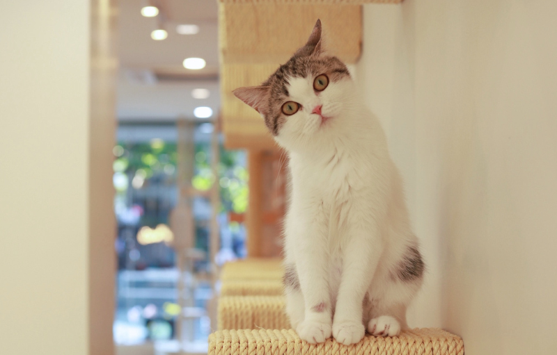 Mali Cat cafe